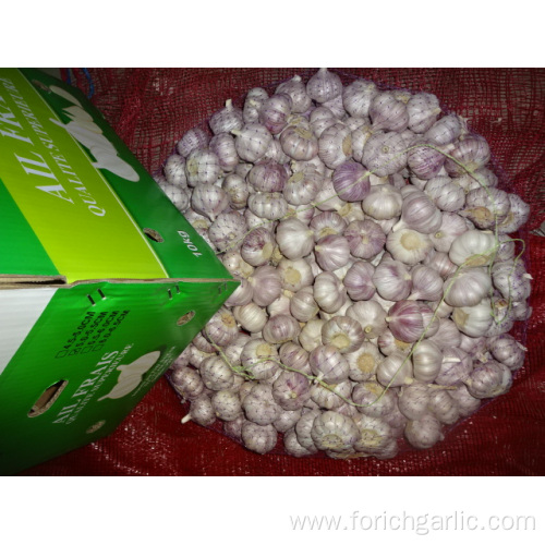Size 5.0cm Fresh New Normal White Garlic
